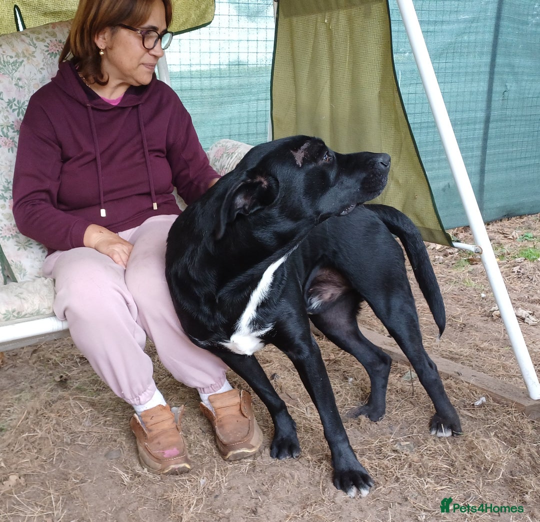 Mixed Breed dogs for adoption: SHEAMUS-a sensitive Soul for the right Human Match - Advert 17