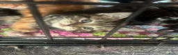 Mixed Breed cats for sale: kittens - Advert 4