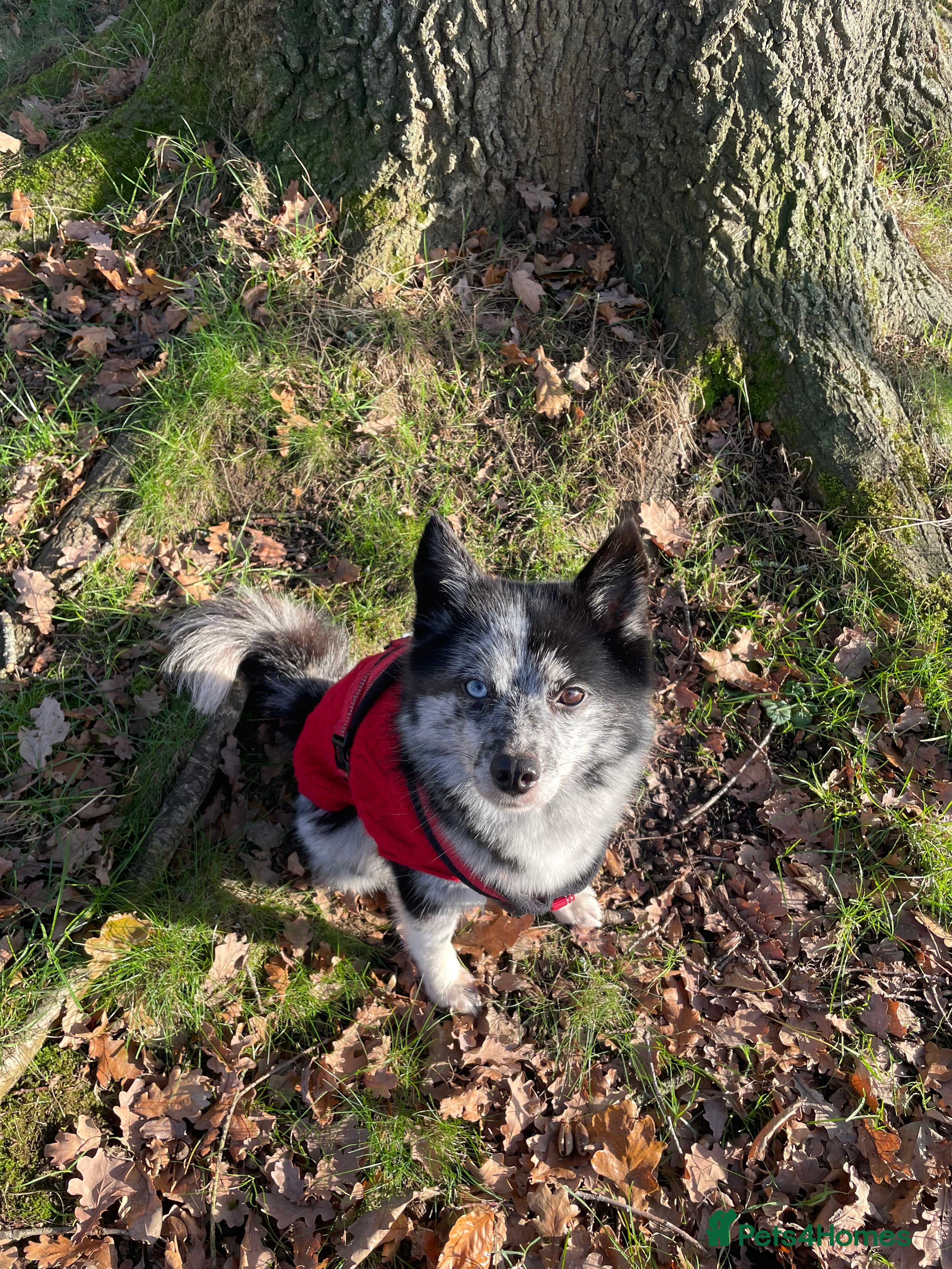 Pomsky dogs Urgent rehoming needed  - Advert 1