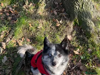 Pomsky dogs Urgent rehoming needed - Advert 1