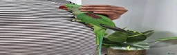 Parrots birds for sale: Beautiful hand tamed parrots for sale. - Advert 4