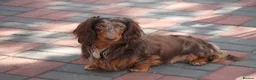 Dachshund dogs for sale: Beautiful puppies dachshund miniature longhaired  - Advert 4