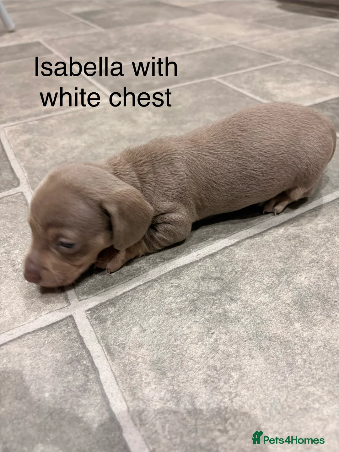 Miniature Dachshund dogs for sale: Stunning litter of Isabella miniature daschunds - Advert 4