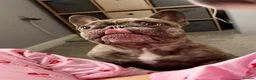French Bulldog dogs for sale: Male frenchbulldog  in Heywood - Advert 6