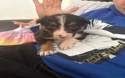 Border Collie dogs for sale: Boarder collie puppies  - Image 12
