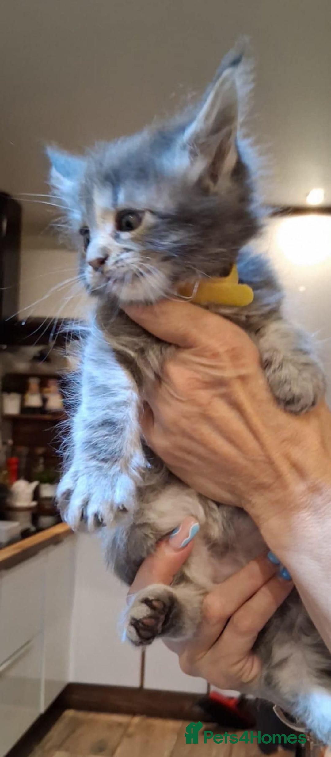Maine Coon cats for sale: I have Beautiful healthy maicoon XL  - Image 12