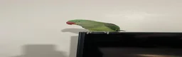 Parrots birds for sale: Alexandrian Parrot for Sale in Warminster - Advert 4