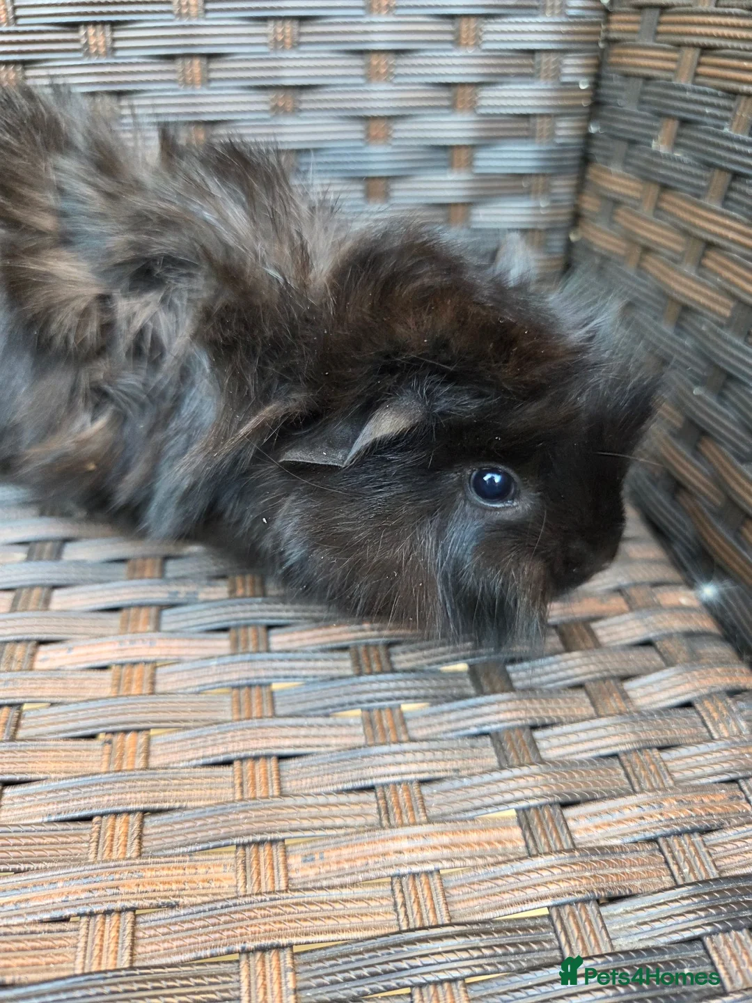 Guinea Pig rodents for sale: Half Peruvian baby brothers  - Advert 17