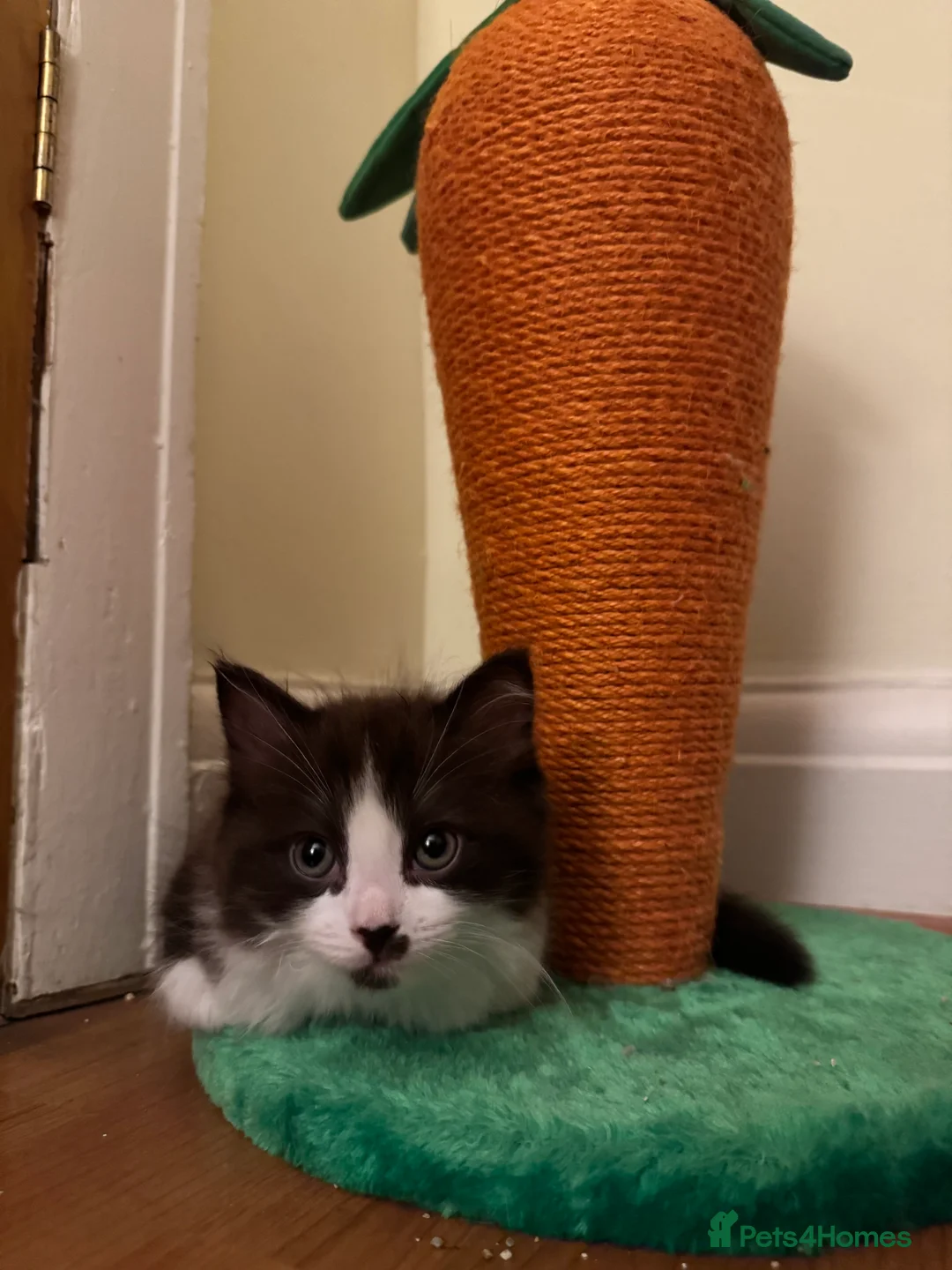 Ragdoll cats for sale: 🤍chocolate cinnamon mitted Ragdoll  - Advert 6