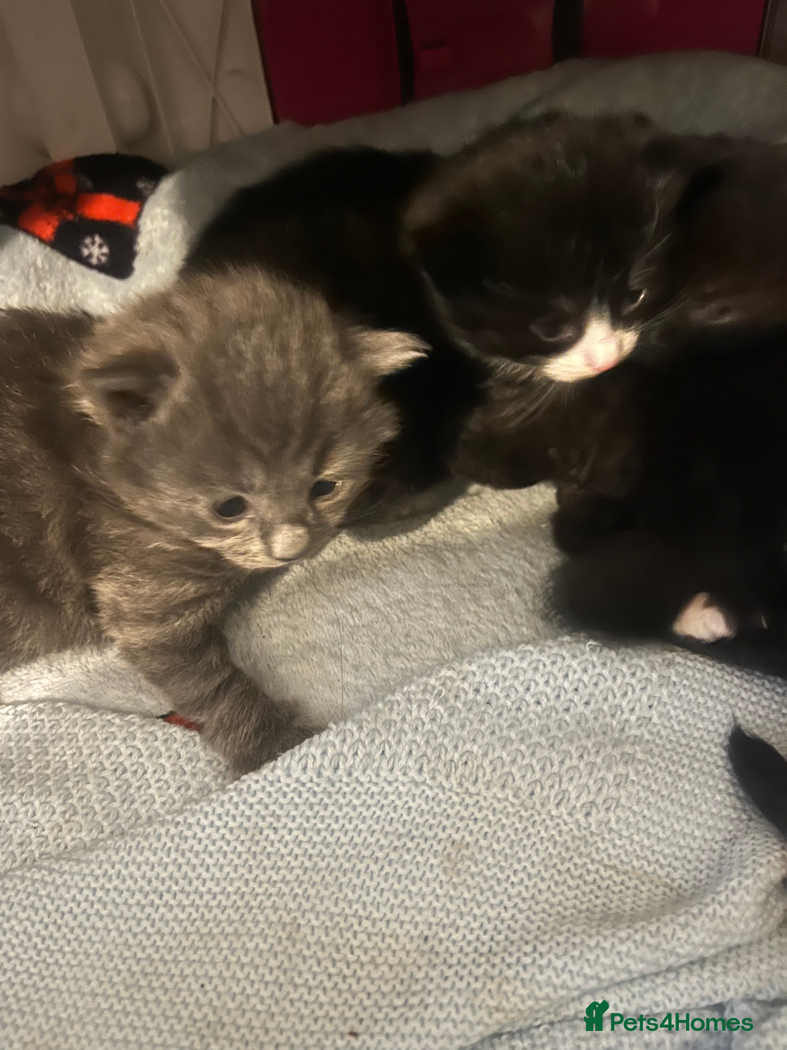 Mixed Breed cats  Stunning Persian Blue Tuxedo X kittens🩵🩷 - Advert 14