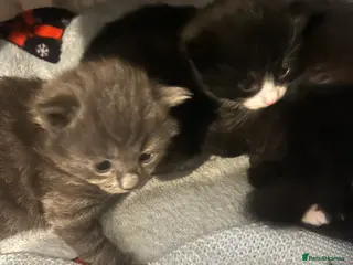 Mixed Breed cats Stunning Persian Blue Tuxedo X kittens🩵🩷 - Advert 14