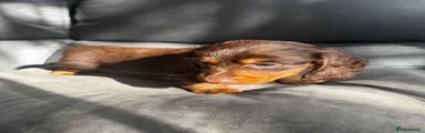Miniature Dachshund 4