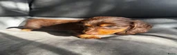 Miniature Dachshund dogs for sale: KC reg Mini long haired dachshunds  in Nottingham - Advert 16
