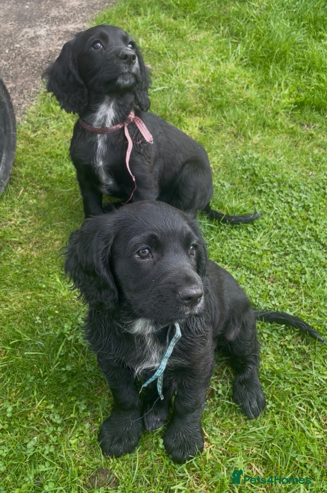 Cocker Spaniel dogs Ready Now! 🤩Cocker spaniels🤩  - Advert 1