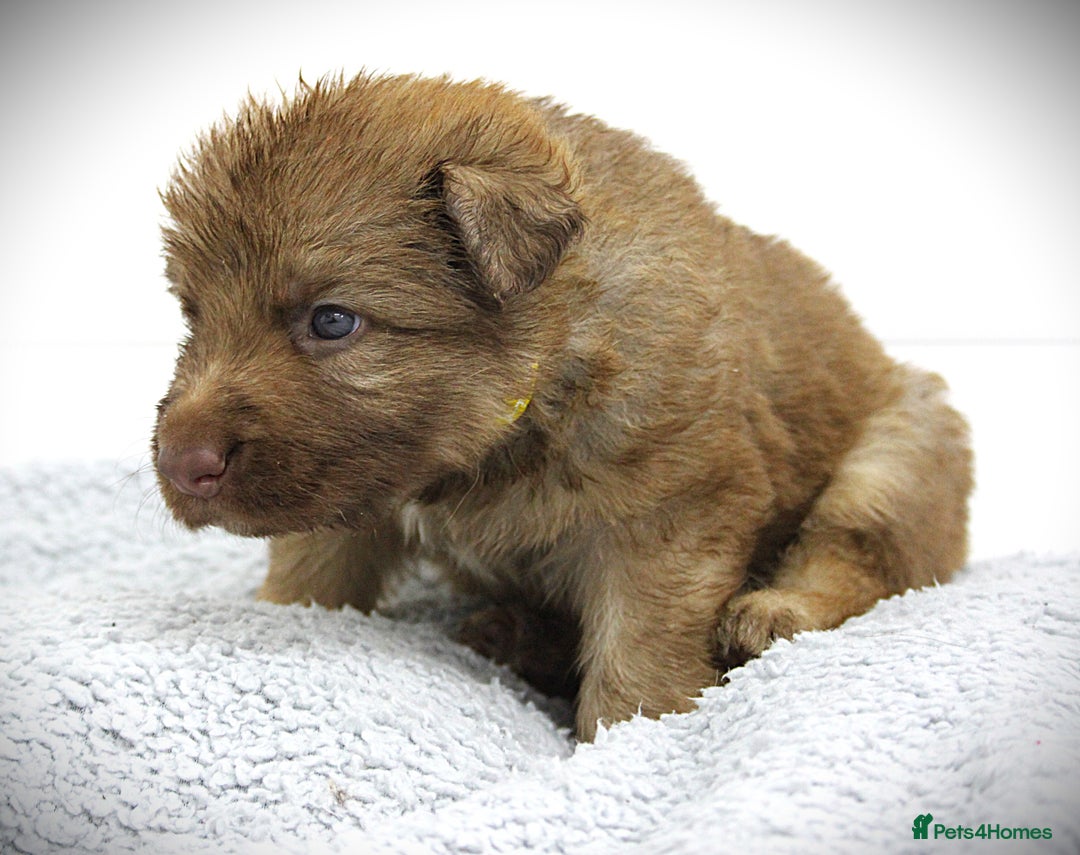 German Shepherd dogs for sale: GORGEAOUS K/C Registered German Shepherd puppies - Image 28