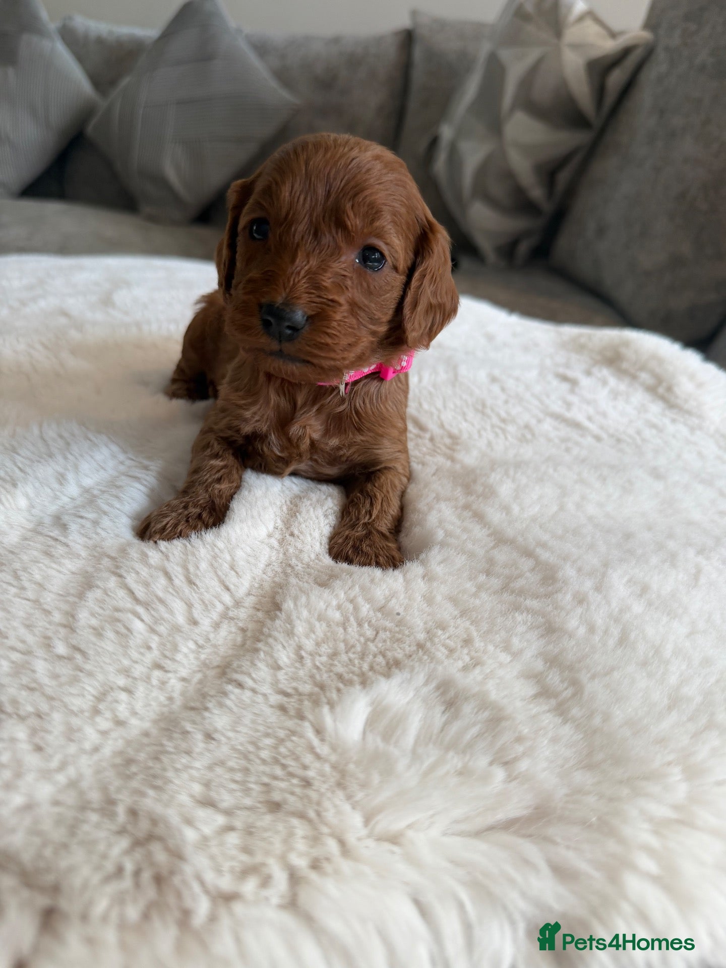 Cockapoo dogs 2 beautiful f1 cockapoo’s 1 boy / 1 girl left  - Advert 1