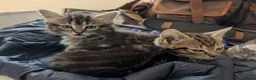 Mixed Breed cats for sale: Gorgeous Kittens Ready for their new homes now.  - Advert 4