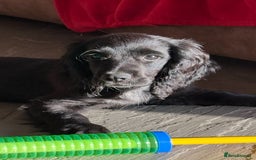 Cocker Spaniel dogs for sale: FULLY VACCINATED Black FEMALE cocker spaniel in Mold - Image 1