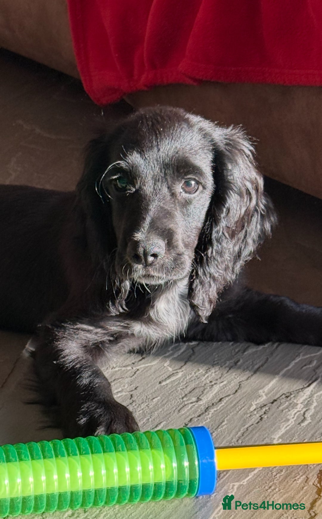 Cocker Spaniel dogs for sale: FULLY VACCINATED Black FEMALE cocker spaniel in Mold - Image 1