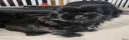 Shih Tzu dogs for sale: Shih tzu puppies imperial line  - Advert 3