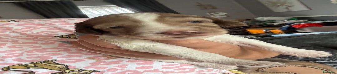 Cockapoo Puppy 2