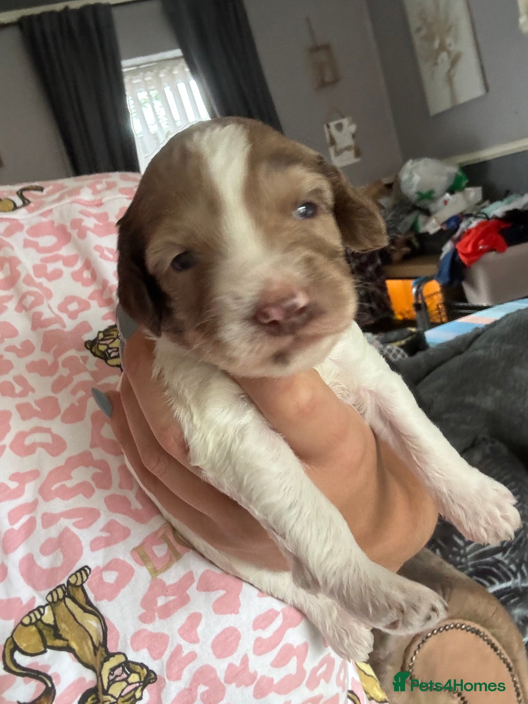 Cockapoo dogs for sale: Merle cockerpoo puppies for sale  - Image 14