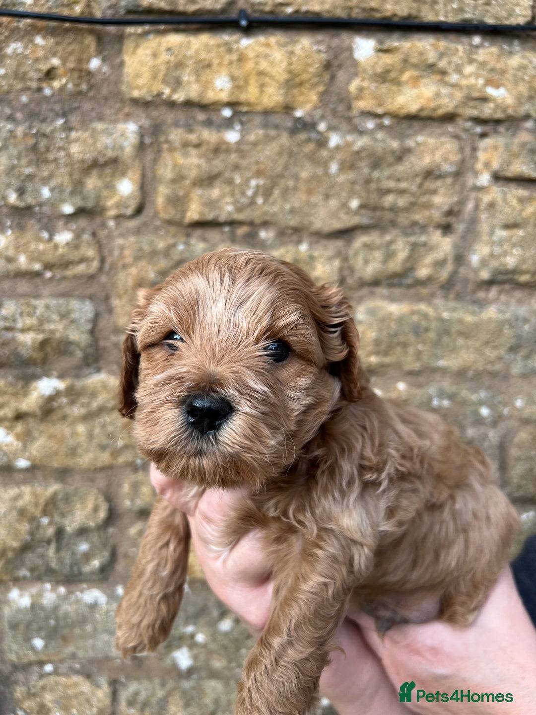 Cavachon dogs for sale: Cavapoochon puppies  - Image 22