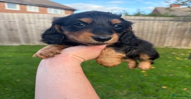 Miniature Dachshund dogs - Advert 15