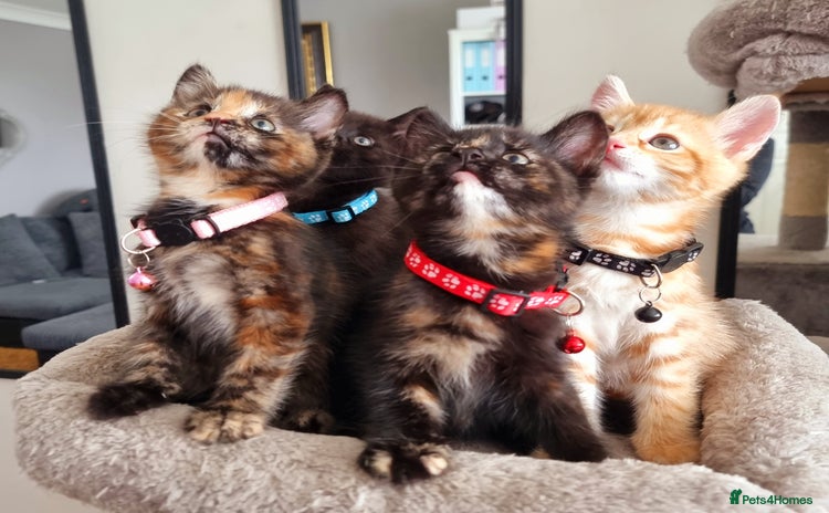 Mixed Breed cats - Advert 2