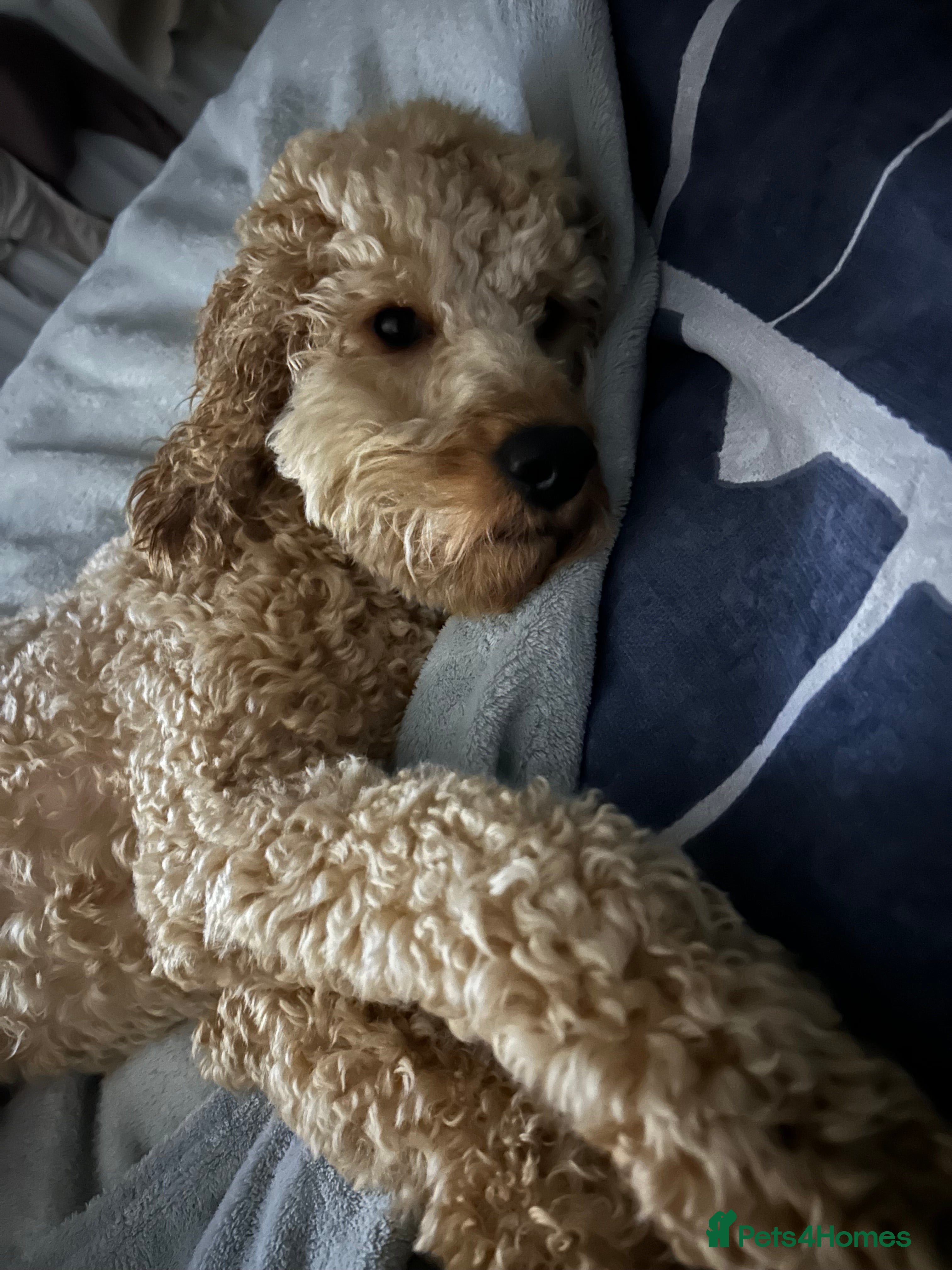 Cavapoo dogs Cavapoo for rehoming - Advert 12