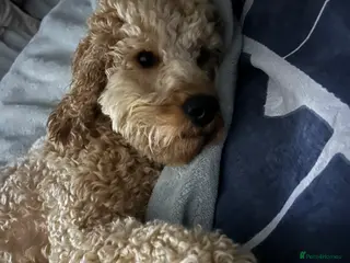 Cavapoo dogs Cavapoo for rehoming - Advert 17