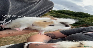 Guinea Pig rodents - Advert 1
