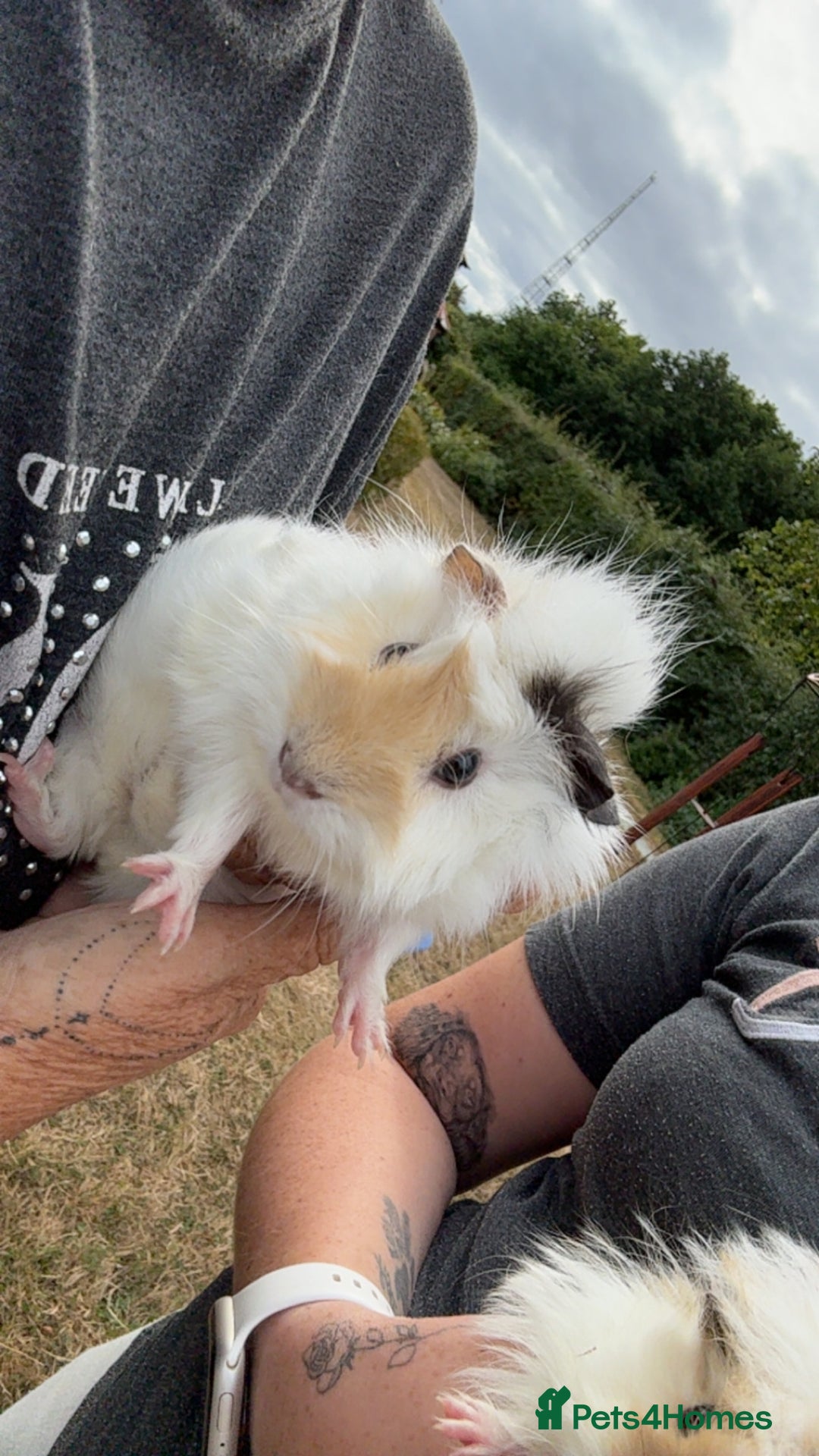 Guinea Pig rodents for sale: 2 fluffy boy piggies - Image 2