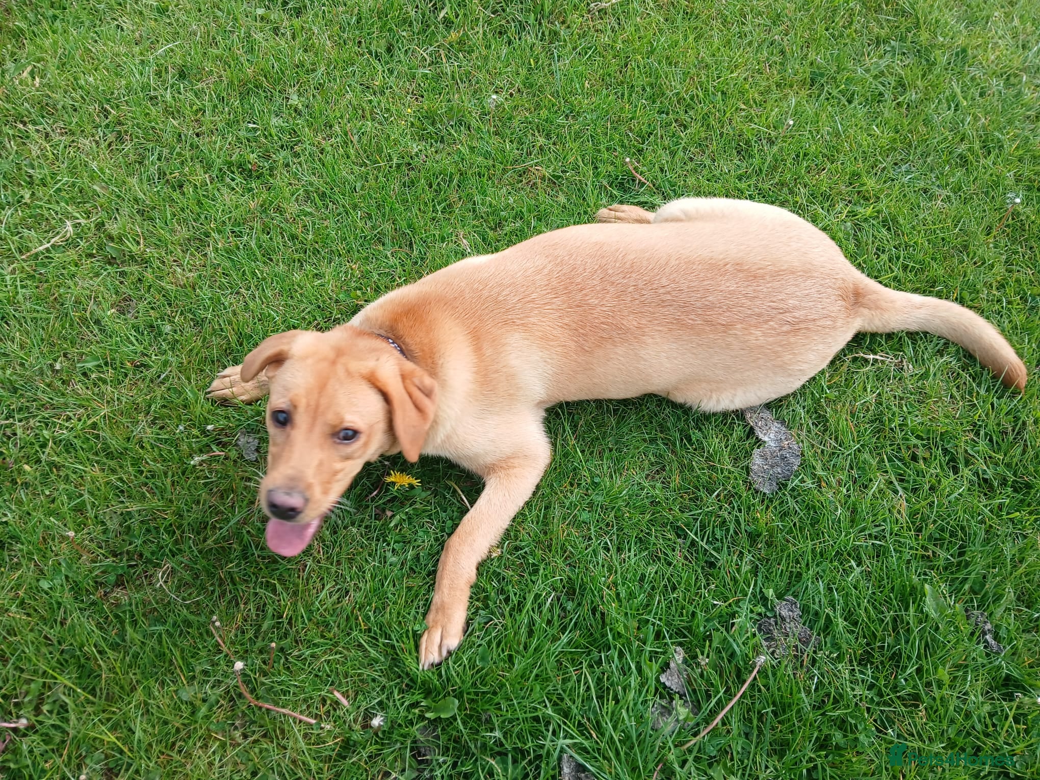 Labrador Retriever dogs Chunky lovely labrador girl - Advert 13