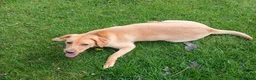 Labrador Retriever dogs for sale: Chunky lovely labrador girl - Advert 1