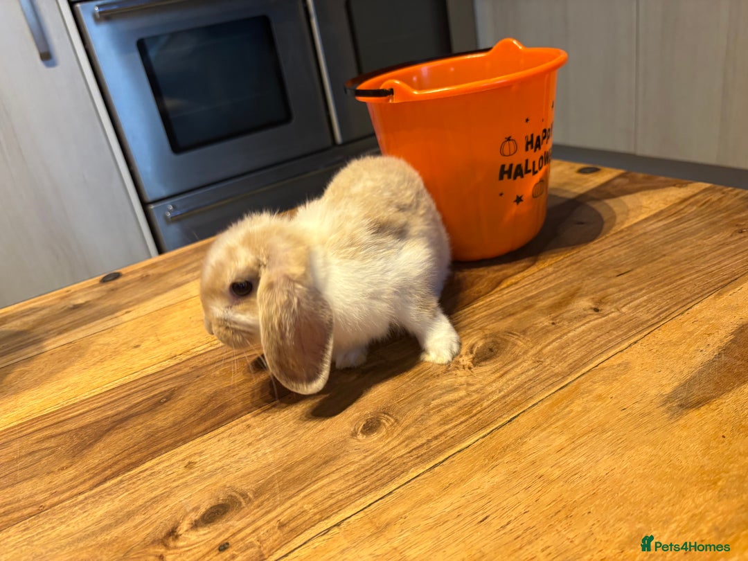 Mini Lop rabbits for sale: Mini lop babies  - Image 4