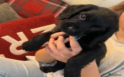 Cocker Spaniel dogs for sale: Cocker Spaniel Puppies🐕🐕 READY 30TH NOVEMBER 💙 - Advert 4