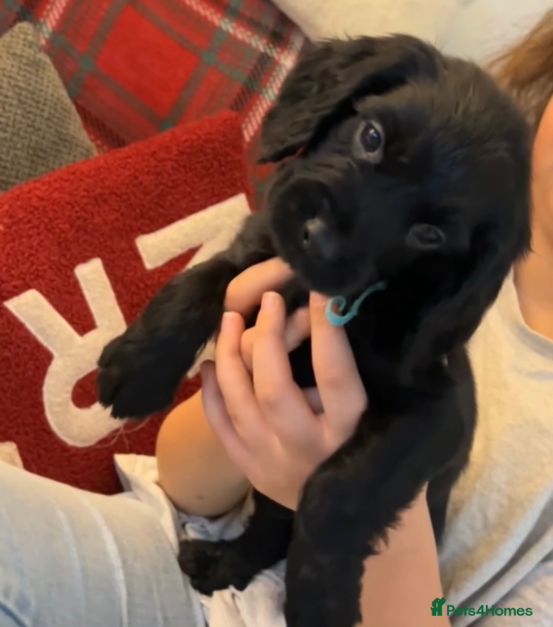 Cocker Spaniel dogs for sale: Cocker Spaniel Puppies🐕🐕 READY 30TH NOVEMBER 💙 - Advert 4