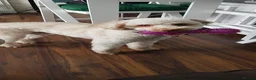Miniature Poodle dogs for stud: Charlie - Advert 3