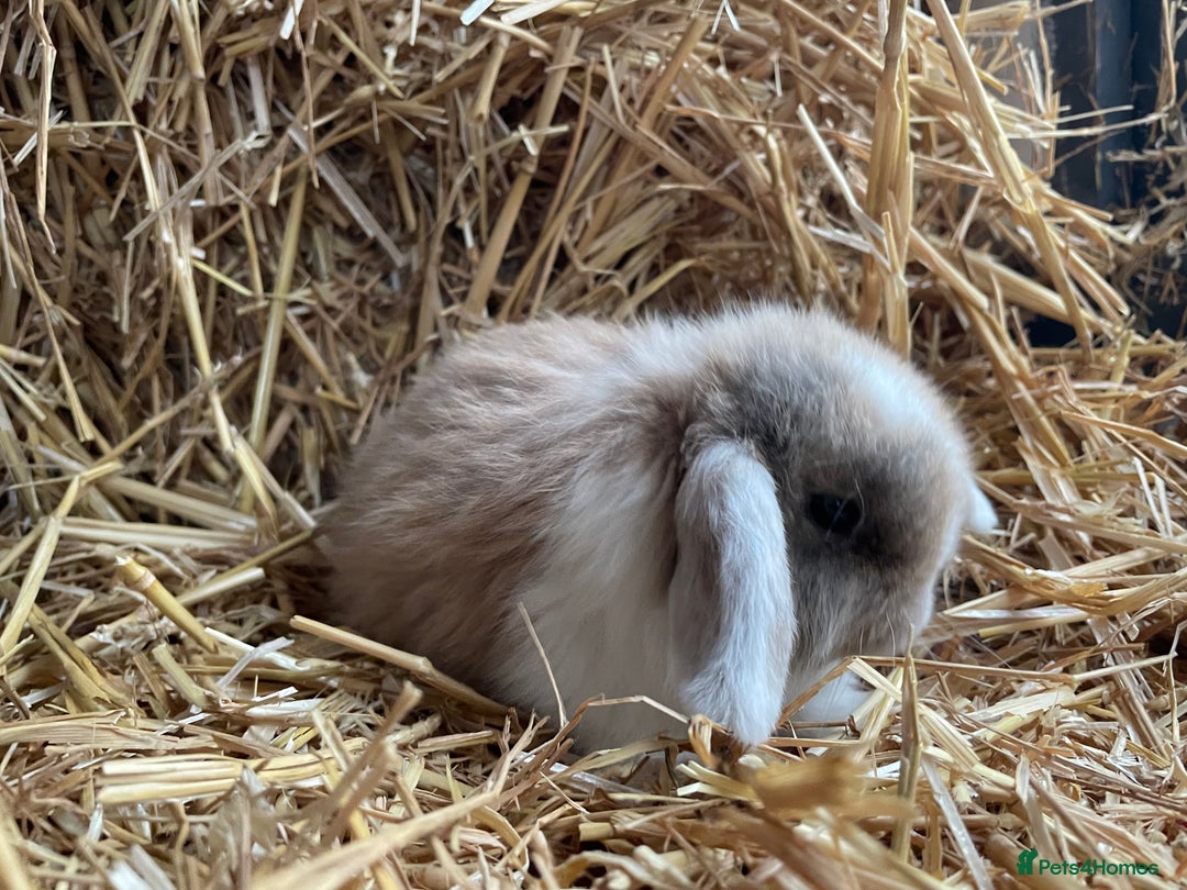 Mini Lop rabbits for sale: Mini lops doe left to reserve  - Advert 2