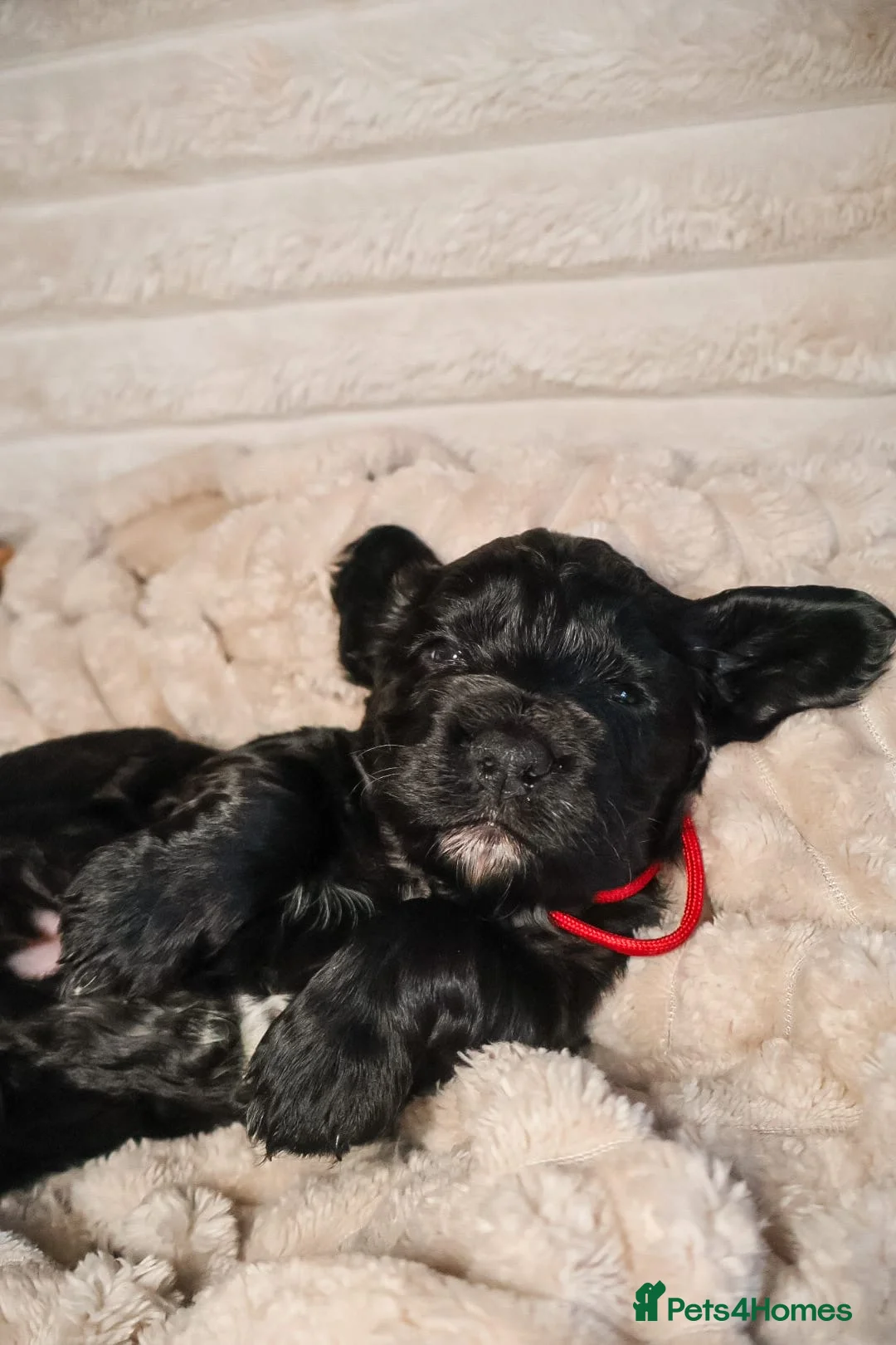 Cocker Spaniel dogs for sale: Cocker Spaniel Puppies - Advert 27