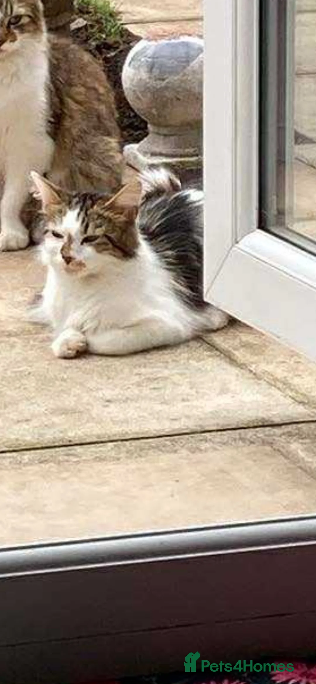 Mixed Breed cats for sale: Kittens  - Advert 4