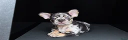 French Bulldog dogs for stud: Panda harlequin Husky koi Proven stud 🧬🔥 - Advert 6