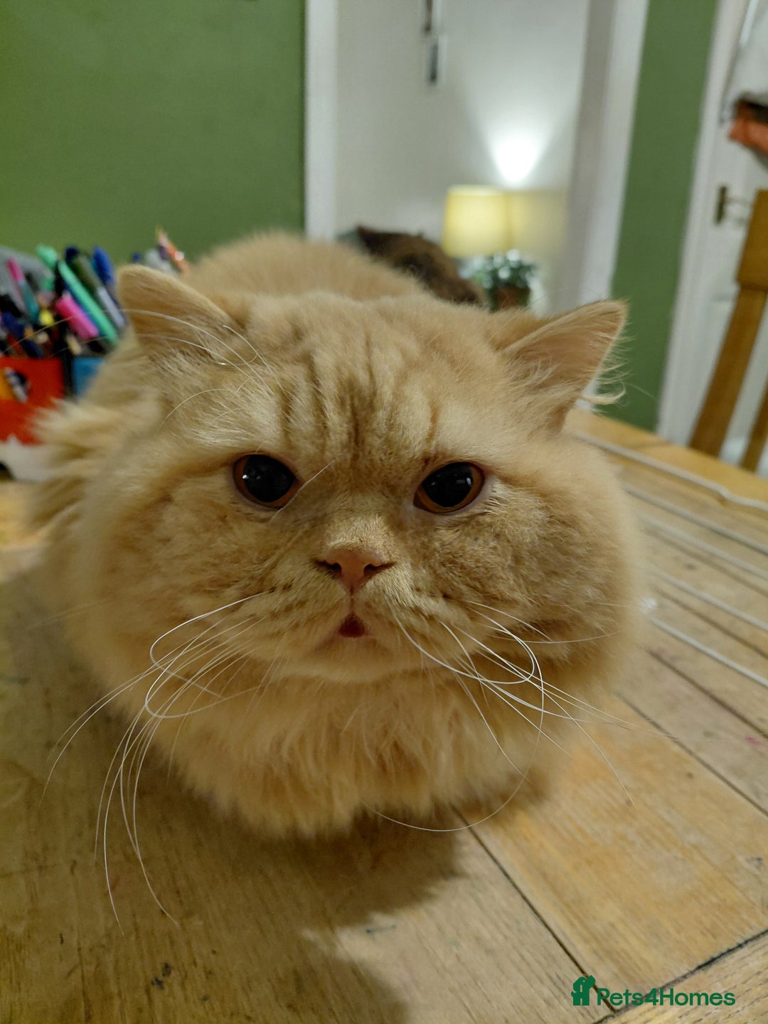 British Longhair cats for stud: British Longhair for Stud - Advert 19