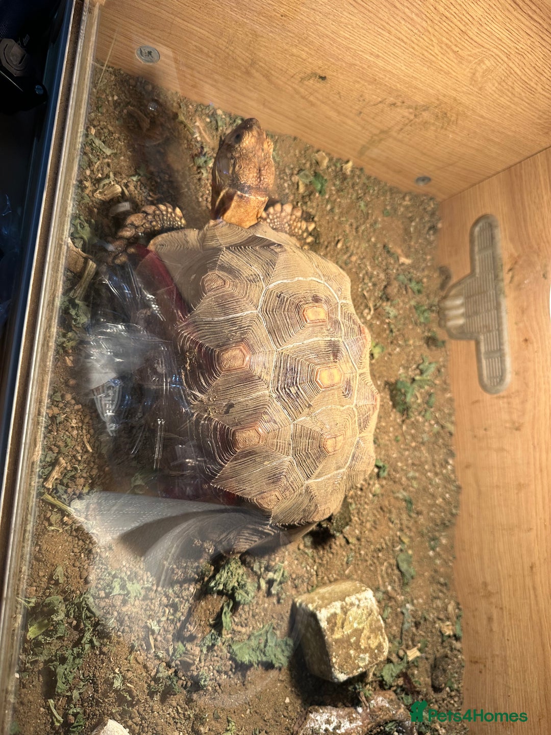 Tortoise reptiles for sale: Sulcata and Red Food Tortoise  - Advert 16