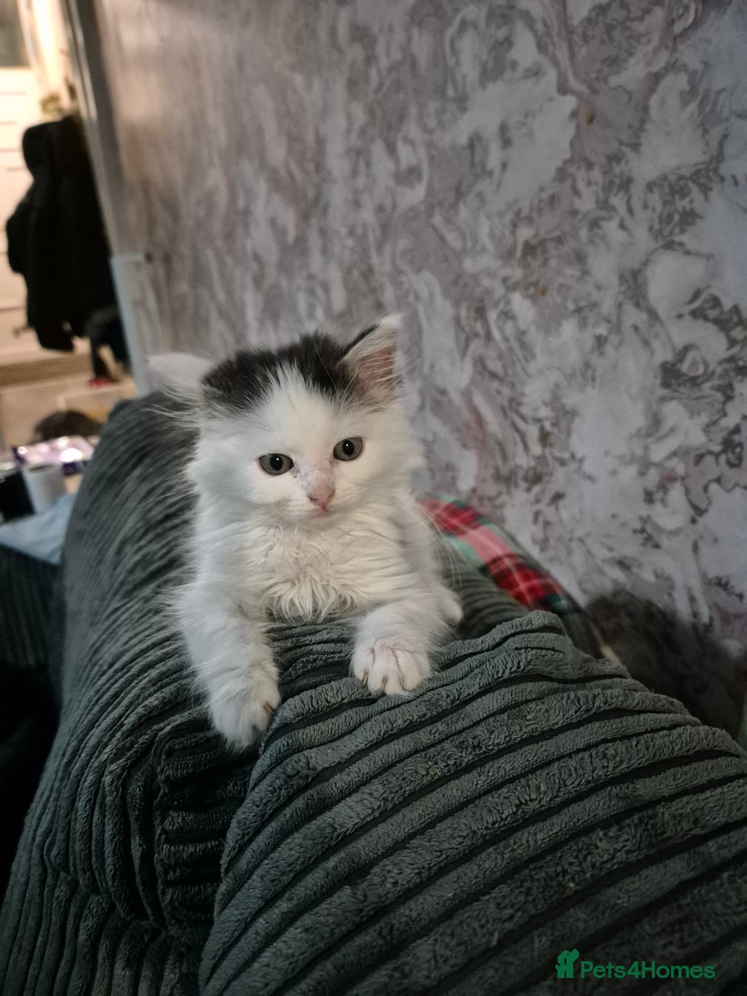 Ragdoll cats for sale: 💥💞Ragdoll x domestic💞💥  - Advert 5