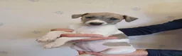 Whippet dogs for sale: Beautiful Pedigree Whippet Puppies  - Advert 12