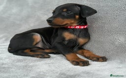 Dobermann dogs for sale: Kc Reg.European Blood lines Doberman Puppies - Image 18