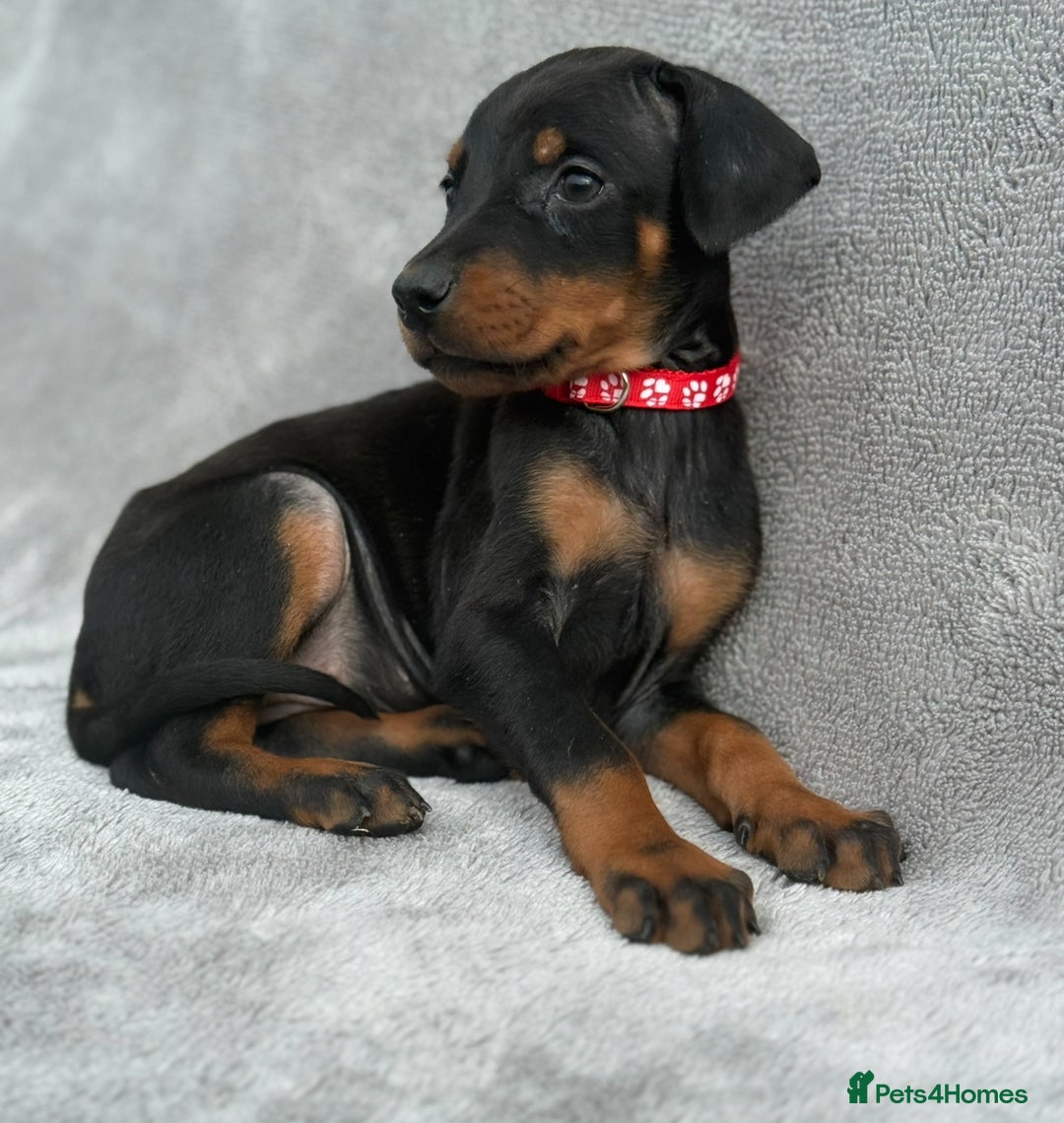Dobermann dogs for sale: Kc Reg.European Blood lines Doberman Puppies - Image 18