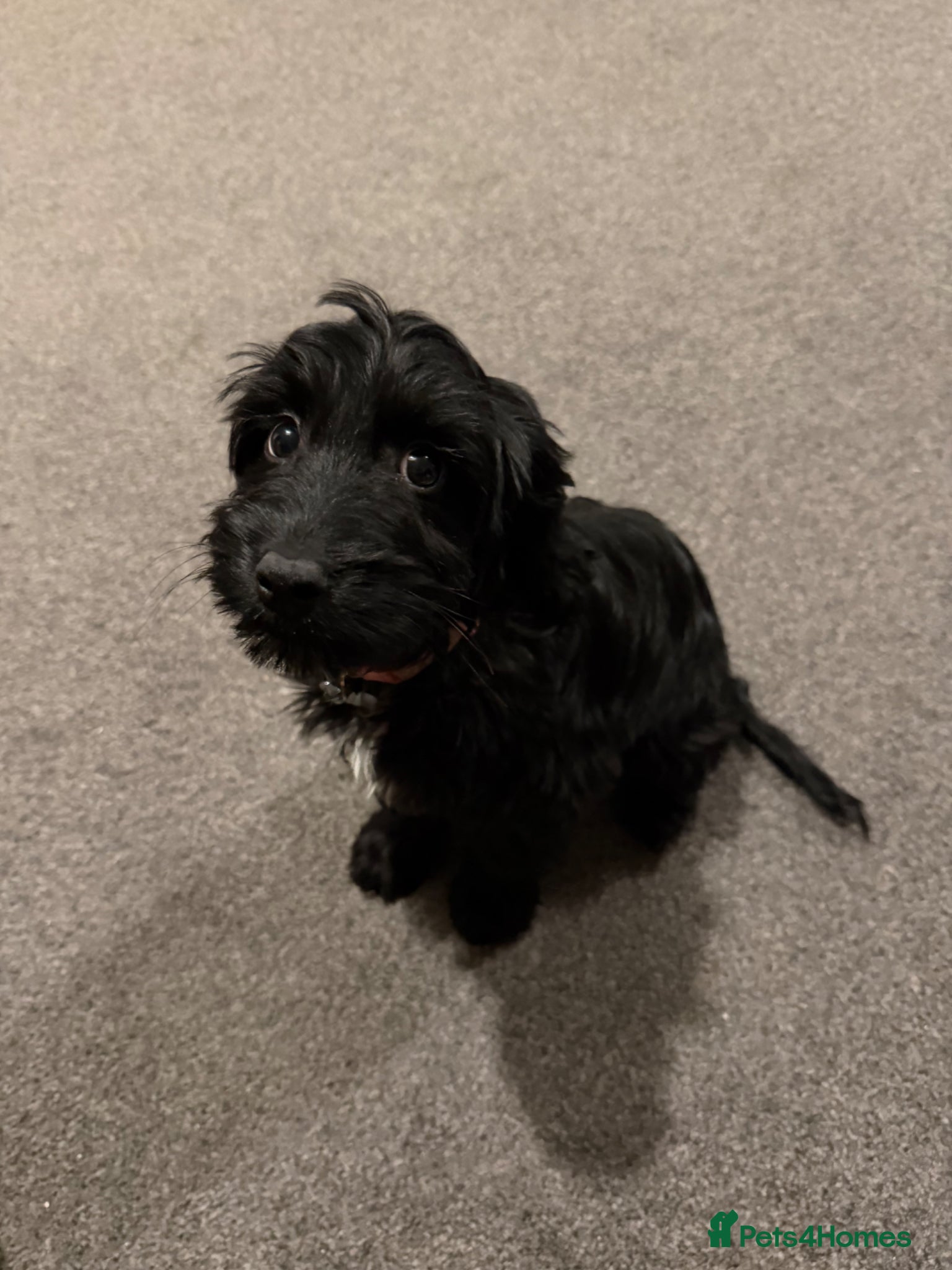 Sprocker dogs Puppy for sale - Advert 17